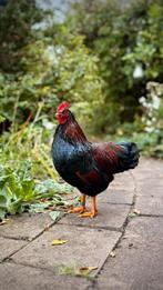 Barnevelder kriel haan, Dieren en Toebehoren, Pluimvee, Mannelijk, Kip