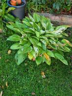 Hosta plant gratis af te halen in Oosterhout, Tuin en Terras, Planten | Tuinplanten, Ophalen of Verzenden