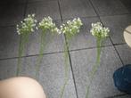 gipskruid, Ophalen of Verzenden, Nieuw, Binnen