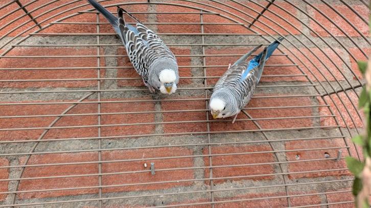 2 jonge Engelse grasparkieten (koppel), Dieren en Toebehoren, Vogels | Parkieten en Papegaaien, Parkiet, Meerdere dieren, Tam