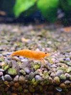 Oranje garnalen (geschikt voor kraanwater), Kreeft, Krab of Garnaal, Zoetwatervis, Schoolvis