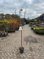Prunus Reine Claude d'Oullins Pruimenboom, Overige soorten, Lente, 100 tot 250 cm, Ophalen