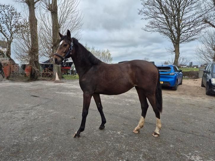 Mooie 1,5 jarige allround gelderse merrie, Dieren en Toebehoren, Paarden, Merrie, Onbeleerd, 160 tot 165 cm, 0 tot 2 jaar, Met stamboom