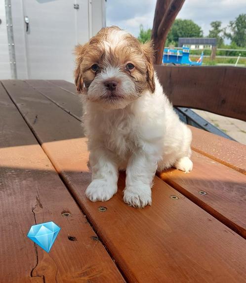 Maltipoo Pup,s, Dieren en Toebehoren, Honden | Chihuahua's en Gezelschapshonden, Meerdere dieren, Overige rassen, Particulier