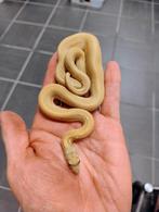 Pituophis nakweek '25, Dieren en Toebehoren