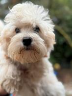 Laatste kleine Doodle puber pups ! Geschikt bij allergie, Dieren en Toebehoren, Honden | Chihuahua's en Gezelschapshonden, Poedel
