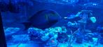 Acanthurus xanthopterus XXXL (+/- 30 cm), Vis, Zoutwatervis