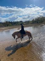 Grote maat 9 jarige haflinger, Dieren en Toebehoren, Paarden, Recreatiepaard, B, Merrie, Gechipt