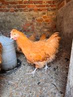Orpington buff haan van 2025, Dieren en Toebehoren, Pluimvee, Mannelijk, Kip