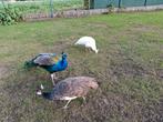 Een mooi trio pauwen, Dieren en Toebehoren, Pluimvee, Meerdere dieren, Overige soorten