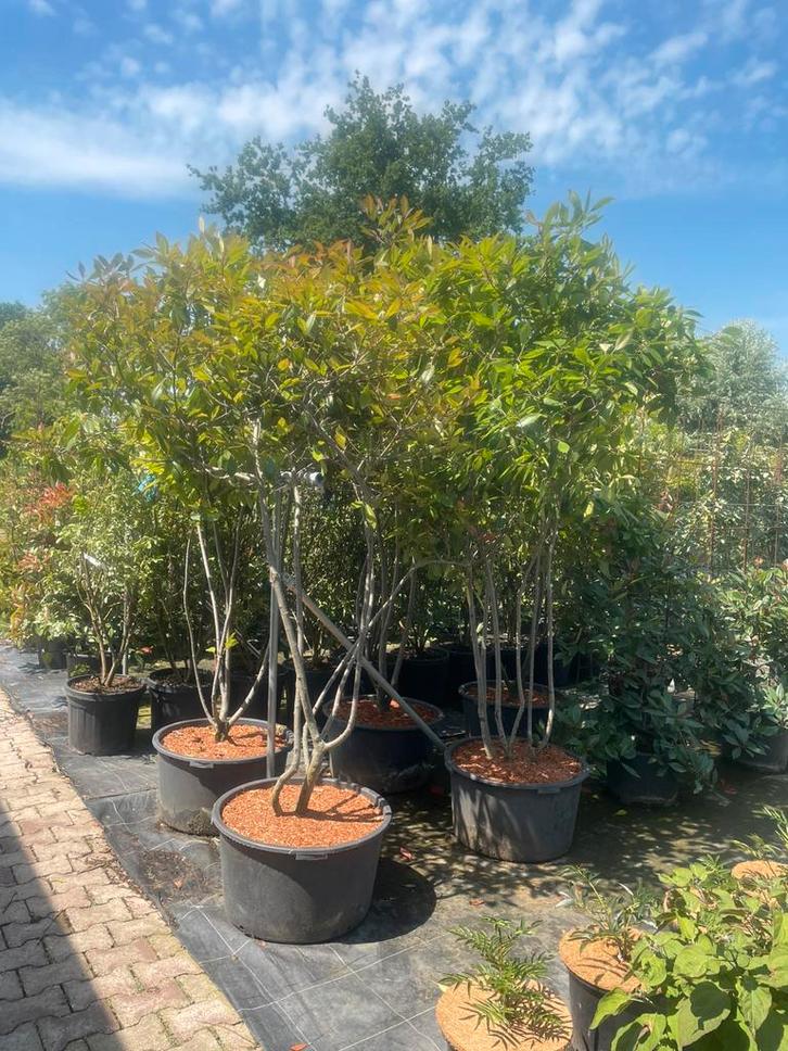 Photinia glansmispel meerstammig 250 cm hoog nu euro 250,-., Tuin en Terras, Planten | Struiken en Hagen, Struik, Overige soorten