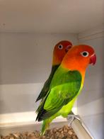 1x1fischeri, Dieren en Toebehoren, Vogels | Parkieten en Papegaaien, Meerdere dieren, Dwergpapegaai of Agapornis