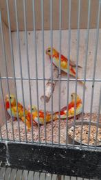 Tekoop  koppel opeline rood buik turquoise s Onverwant, Dieren en Toebehoren, Vogels | Parkieten en Papegaaien, Meerdere dieren