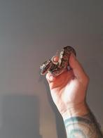 1.0 mojave het pied.  Python regius, Slang, 0 tot 2 jaar