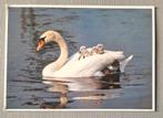 Zwaan met kroos Ansichtkaart, Verzamelen, Ansichtkaarten | Themakaarten, Verzenden, 1980 tot heden, Ongelopen, Overige thema's