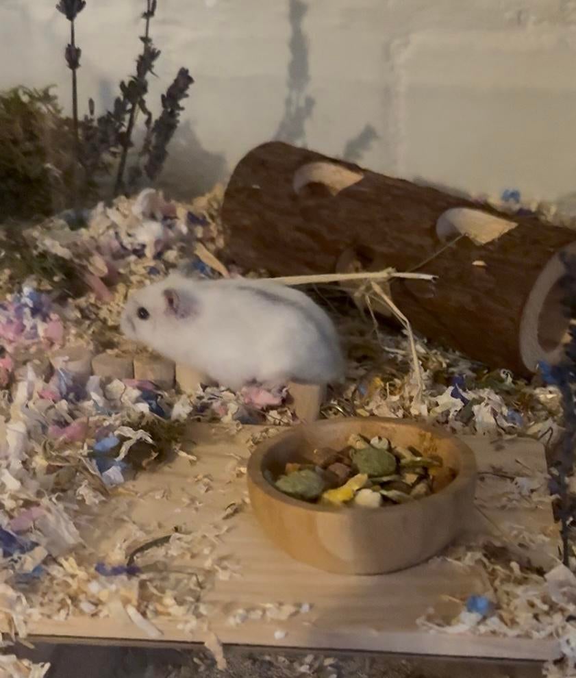 dwerghamstertje met kooi en spullen, Dieren en Toebehoren, Knaagdieren, Hamster, Juni, Meerdere dieren, Tam