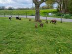 te koop dwerggeiten met lammetjes., Meerdere dieren, Geit