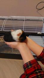 Cavia (beertje), Dieren en Toebehoren, Knaagdieren, Cavia, Mannelijk, December, Tam