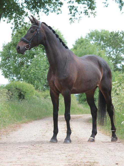 KWPN fokmerrie dressuurpaard v Tuschinski Z1 geklasseerd, Dieren en Toebehoren, Paarden, Merrie, Z, 165 tot 170 cm, 11 jaar of ouder