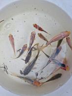 Prachtige Schubinkins schubinkin goudvis Goudvissen uit vijv, Goudvis(sen)