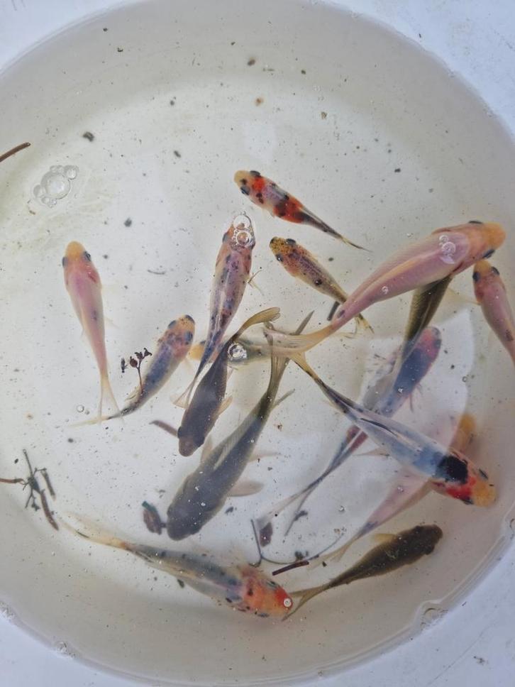 Prachtige Schubinkins schubinkin goudvis Goudvissen uit vijv, Dieren en Toebehoren, Vissen | Vijvervissen, Goudvis(sen)