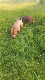 Bully xl, Dieren en Toebehoren, Rabiës (hondsdolheid), Reu, 1 tot 2 jaar, Eén hond