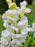 Zaden Antirrhinum wit. Prachtig voor de pluktuin, Tuin en Terras, Bloembollen en Zaden, Verzenden, Voorjaar, Volle zon, Zaad