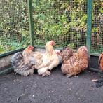 3 Fantastische Cochin kriel hennen cochins porselein buff en, Dieren en Toebehoren, Pluimvee, Vrouwelijk, Kip