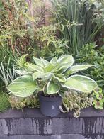 Hosta te koop. (Laatste)
10,- per stuk., Ophalen, Zomer, Overige soorten, Halfschaduw