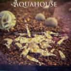 caridina ghost bee | osmosewater garnaal, Dieren en Toebehoren, Kreeft, Krab of Garnaal