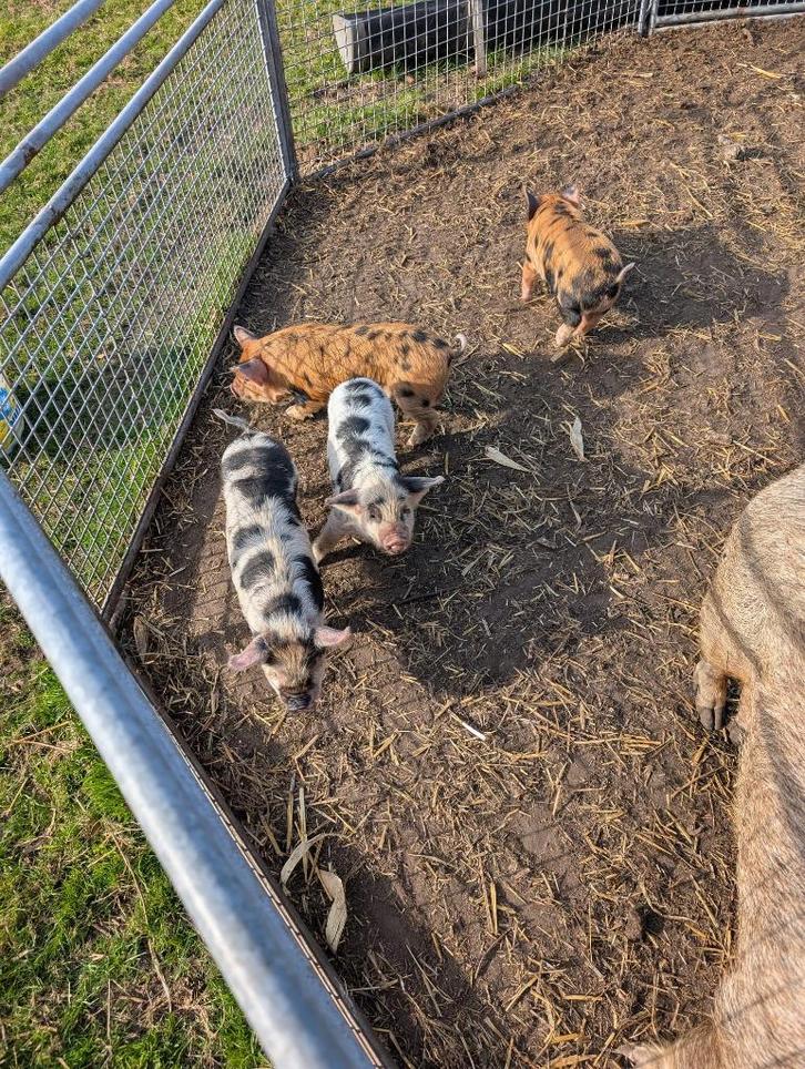 kune kune biggen, Dieren en Toebehoren, Overige Dieren, Meerdere dieren, September