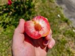 Pluot Dapple Dandy  Bijzondere Kruising pruim abrikoos, Ophalen, Lente, Overige soorten, Volle zon