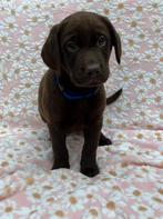 Prachtige Zwarte en Bruine Labrador pups met Stamboom, Parvo, 8 tot 15 weken, Labrador retriever, Meerdere