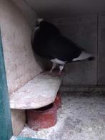 Kropper doffer, Dieren en Toebehoren, Mannelijk, Kropper