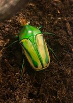 Eudicella hornimani larven, Dieren en Toebehoren, Insecten en Spinnen, Overige soorten
