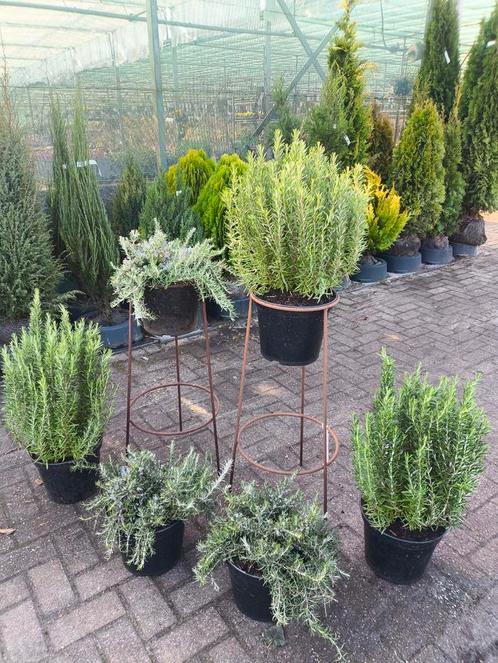 Mooie grote rozemarijnplanten €14,99, Tuin en Terras, Planten | Tuinplanten, Overige soorten, Volle zon, Zomer, Ophalen