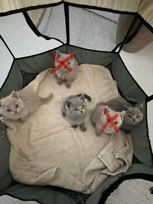 Gezonde/Schattige Britse Korthaar, Dieren en Toebehoren, Katten en Kittens | Raskatten | Korthaar, Meerdere dieren, 0 tot 2 jaar