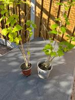 Hibiscus, Tuin en Terras, Ophalen, Minder dan 100 cm, Overige soorten, Zomer