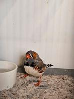 Zebravink man, Mannelijk, Tropenvogel, Tam