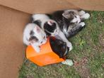 Lieve boerderij kittens, Dieren en Toebehoren, Katten en Kittens | Overige Katten, Meerdere dieren