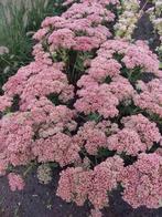 Sedum, Tuin en Terras, Ophalen, Vaste plant, Overige soorten, Halfschaduw