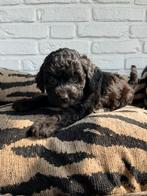 Boompoo pups, boomer x toy poedel, Nederland, Overige rassen, CDV (hondenziekte), 8 tot 15 weken
