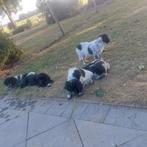 Prachtige Friese Stabij pups te koop, Dieren en Toebehoren, Honden | Retrievers, Spaniëls en Waterhonden, Overige rassen, 8 tot 15 weken