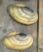 Natuurlijke waterfilters, Dieren en Toebehoren, Overige soorten