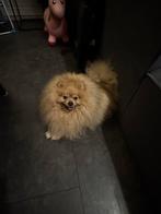 Pomeriaan reu, Dieren en Toebehoren, Honden | Poolhonden, Keeshonden en Oertypen, Particulier, Buitenland, Eén hond, 3 tot 5 jaar
