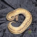 python regius butter super pastel (confusion) het. candy, Slang, Tam, 0 tot 2 jaar