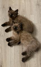 100% ragdoll poesje seal/sepia mink mag verhuizen, Dieren en Toebehoren, Poes, Ontwormd
