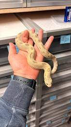 Heterodon nacius haakneus arctic anaconda, Dieren en Toebehoren, Reptielen en Amfibieën, Slang