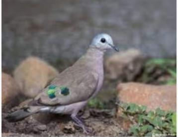 Te koop/ruilen doffer Bronsvlekduif beschikbaar voor biedingen