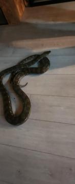 Retic 75% dwarf, Dieren en Toebehoren, Reptielen en Amfibieën, Slang, Tam, 3 tot 6 jaar